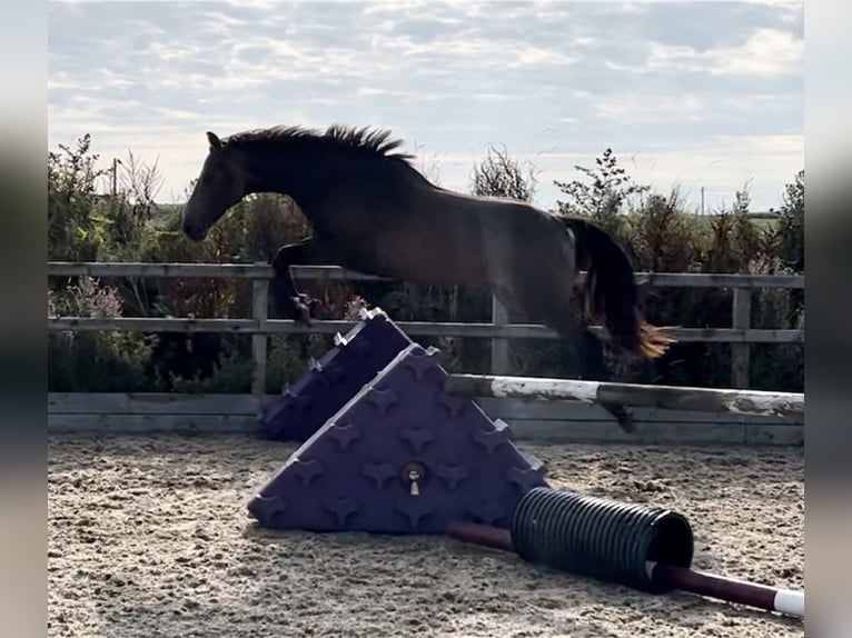 AES Merrie 2 Jaar Buckskin in Wales