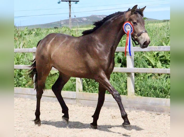 AES Merrie 2 Jaar Buckskin in Wales