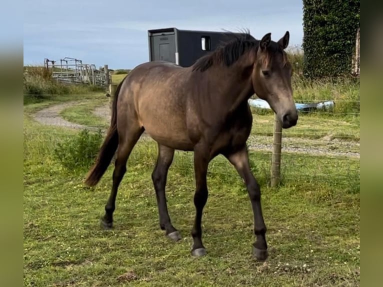 AES Merrie 2 Jaar Buckskin in Wales