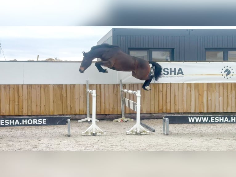 AES Merrie 3 Jaar 100 cm Bruin in Grote Brogel