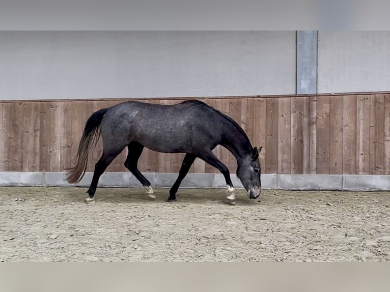 AES Mix Merrie 3 Jaar 156 cm Schimmel in Zulte