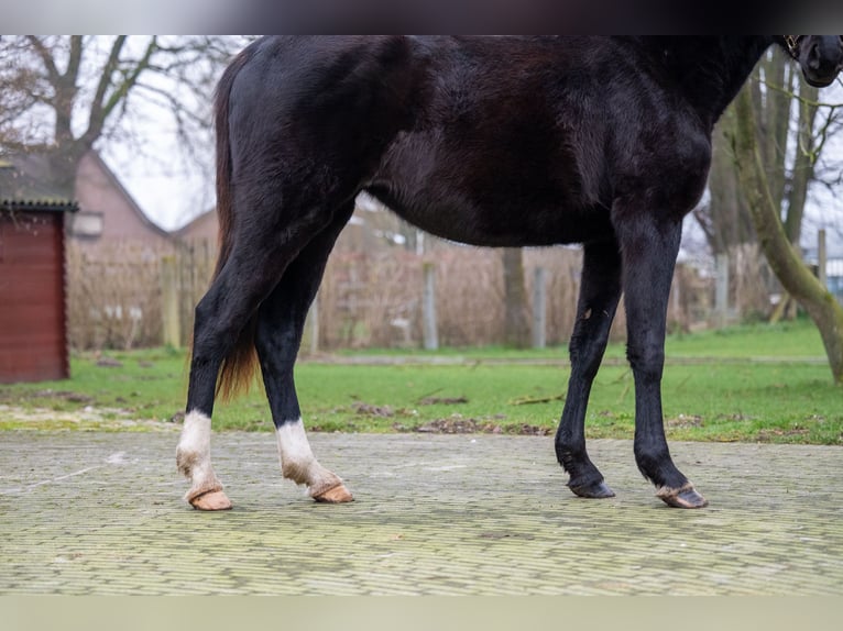 AES Merrie 3 Jaar 159 cm Zwart in GROTE-BROGEL