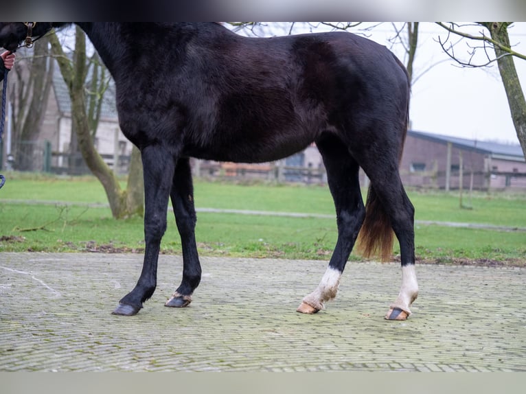 AES Merrie 3 Jaar 159 cm Zwart in GROTE-BROGEL