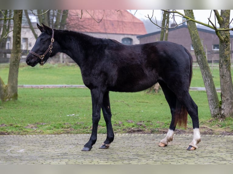 AES Merrie 3 Jaar 159 cm Zwart in GROTE-BROGEL