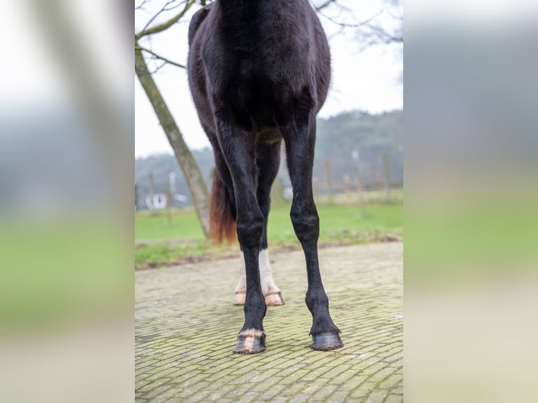 AES Merrie 3 Jaar 159 cm Zwart in GROTE-BROGEL