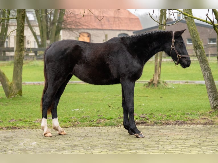 AES Merrie 3 Jaar 159 cm Zwart in GROTE-BROGEL