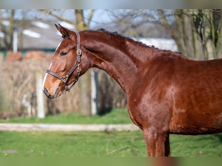 AES Merrie 3 Jaar 160 cm Bruin in GROTE-BROGEL