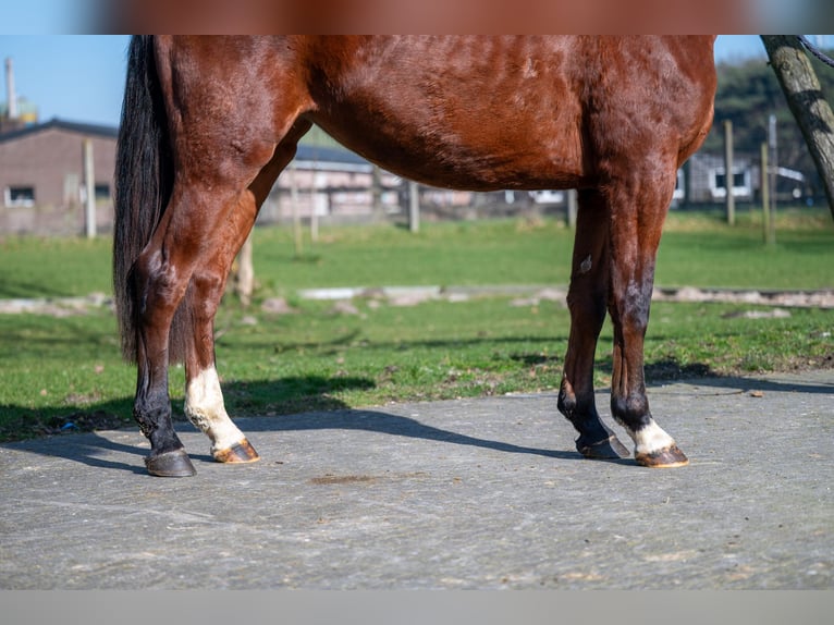 AES Merrie 3 Jaar 160 cm Bruin in GROTE-BROGEL