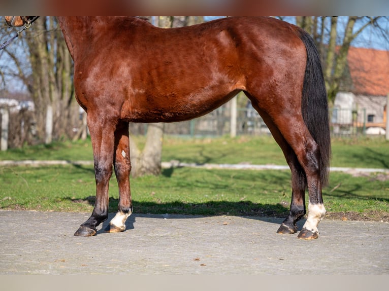 AES Merrie 3 Jaar 160 cm Bruin in GROTE-BROGEL