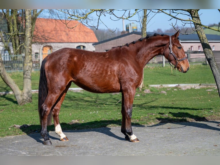 AES Merrie 3 Jaar 160 cm Bruin in GROTE-BROGEL