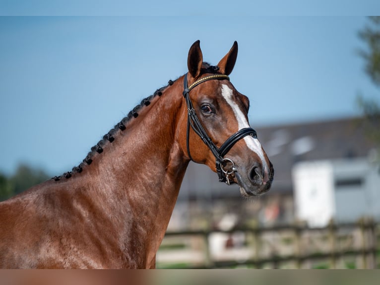 AES Merrie 3 Jaar 160 cm Bruin in Wijchmaal