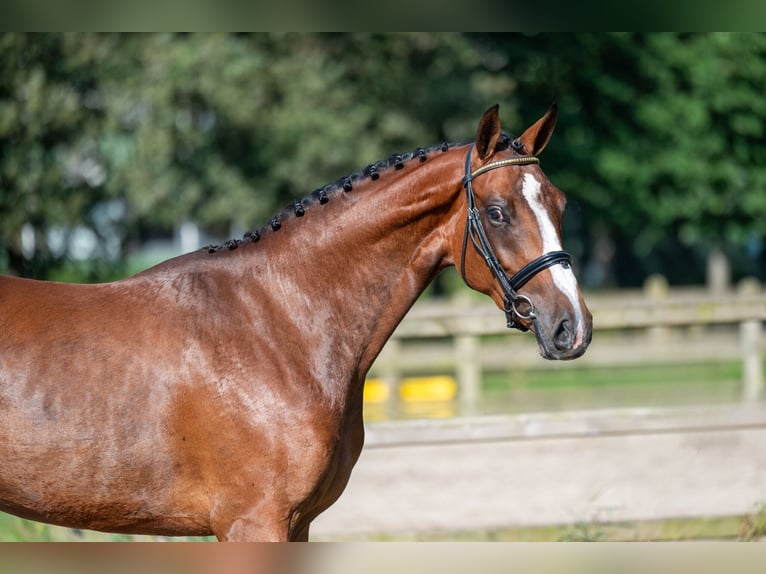 AES Merrie 3 Jaar 160 cm Bruin in Wijchmaal