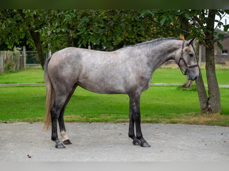 AES Merrie 3 Jaar 160 cm Schimmel in GROTE-BROGEL