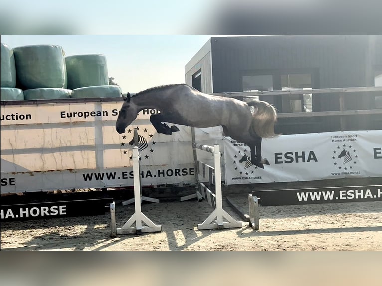 AES Merrie 3 Jaar 160 cm Schimmel in GROTE-BROGEL