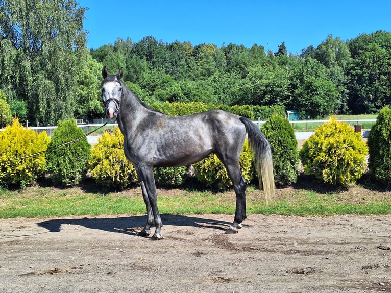 AES Merrie 3 Jaar 160 cm Schimmel in Orzesze