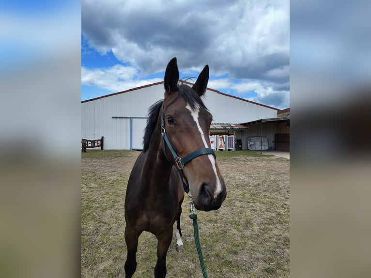 AES Merrie 3 Jaar 161 cm Roodbruin in Ostrowo M&#x142;yn