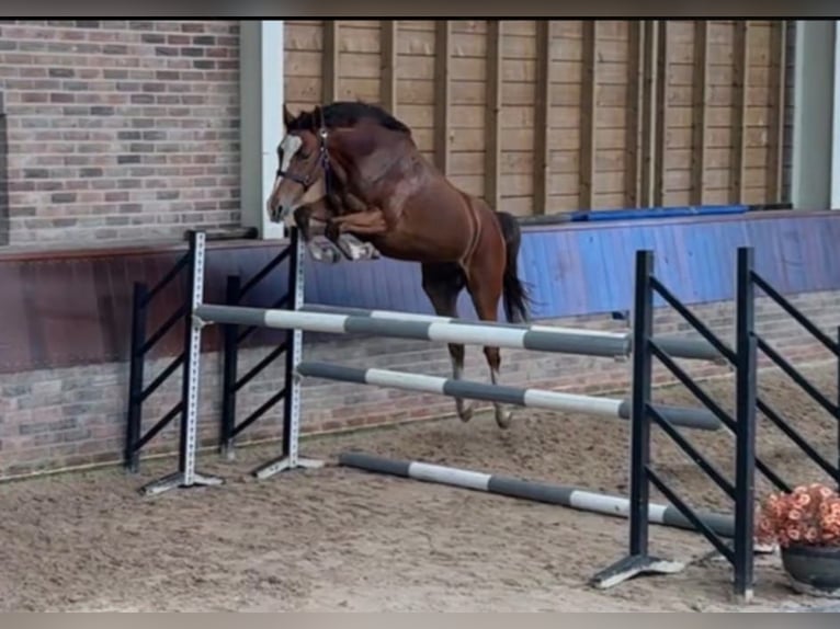 AES Merrie 3 Jaar 162 cm Bruin in Gyula