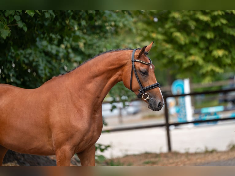 AES Merrie 3 Jaar 162 cm  in Kaulille