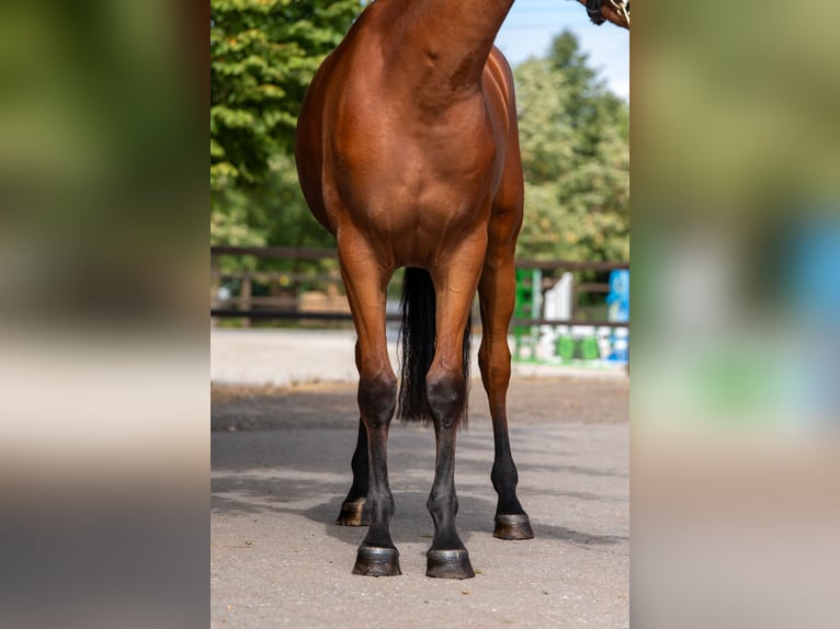 AES Merrie 3 Jaar 162 cm  in Kaulille