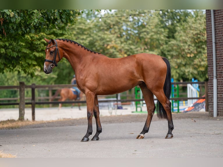 AES Merrie 3 Jaar 162 cm  in Kaulille