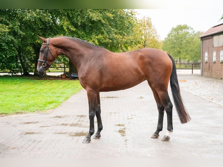 AES Merrie 3 Jaar 163 cm Donkerbruin in Kaulille