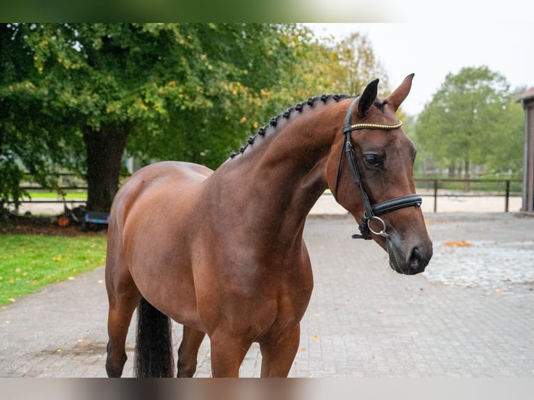 AES Merrie 3 Jaar 163 cm Donkerbruin in Kaulille