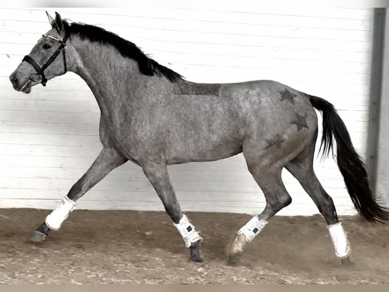 AES Merrie 3 Jaar 165 cm Schimmel in Złotów