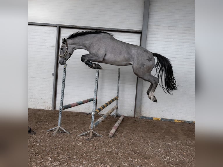 AES Merrie 3 Jaar 165 cm Schimmel in Złotów