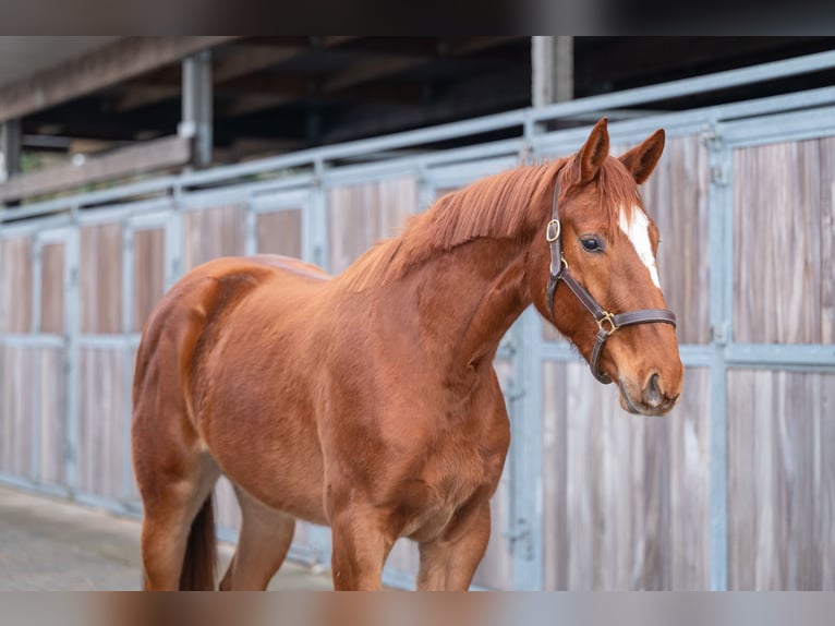 AES Merrie 3 Jaar 166 cm Vos in Grote Brogel