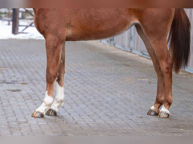 AES Merrie 3 Jaar 166 cm Vos in Grote Brogel