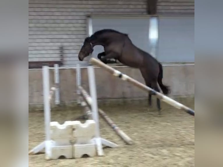 AES Merrie 3 Jaar 168 cm Bruin in Königsbach-Stein