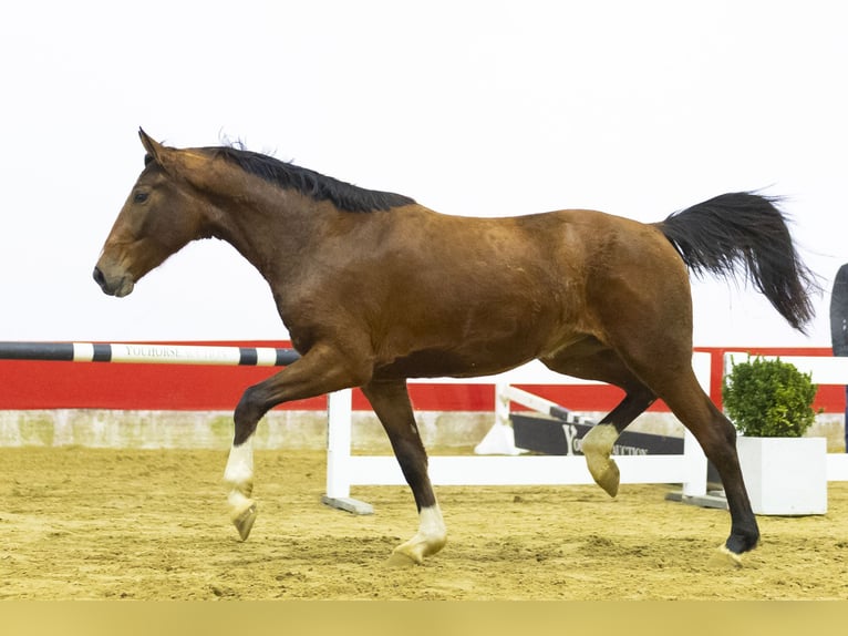 AES Merrie 3 Jaar 168 cm  in Waddinxveen