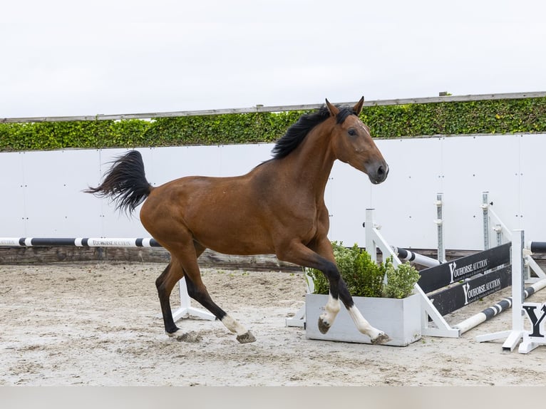 AES Merrie 3 Jaar 171 cm Bruin in Waddinxveen