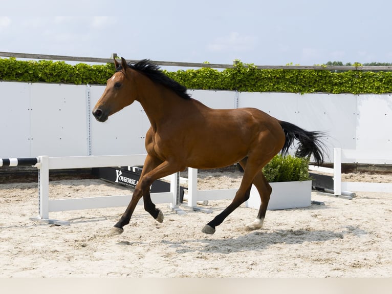 AES Merrie 3 Jaar 172 cm Bruin in Waddinxveen