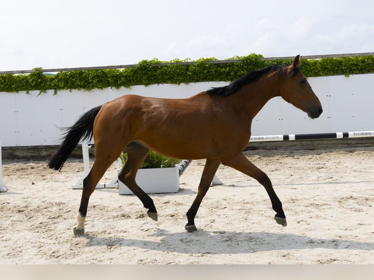 AES Merrie 3 Jaar 172 cm Bruin in Waddinxveen