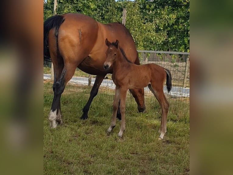 AES Merrie 4 Jaar 160 cm Bruin in Neuaigen