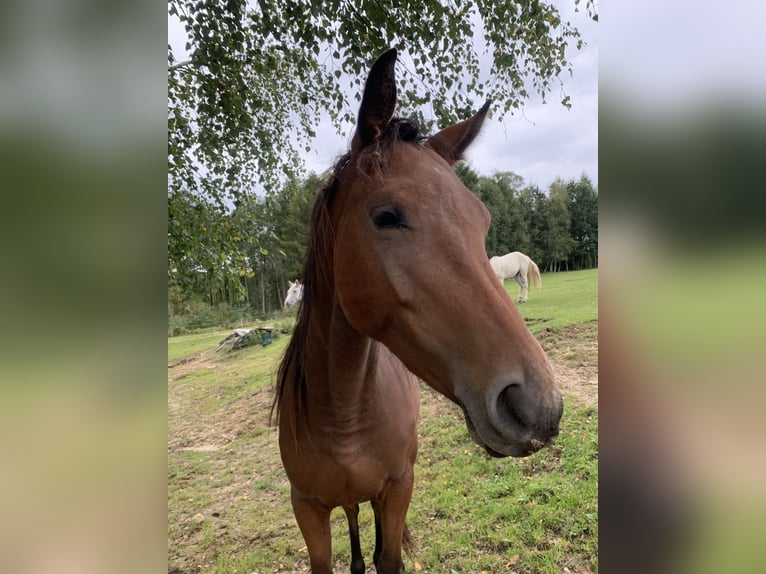 AES Merrie 4 Jaar 160 cm Bruin in Neuaigen