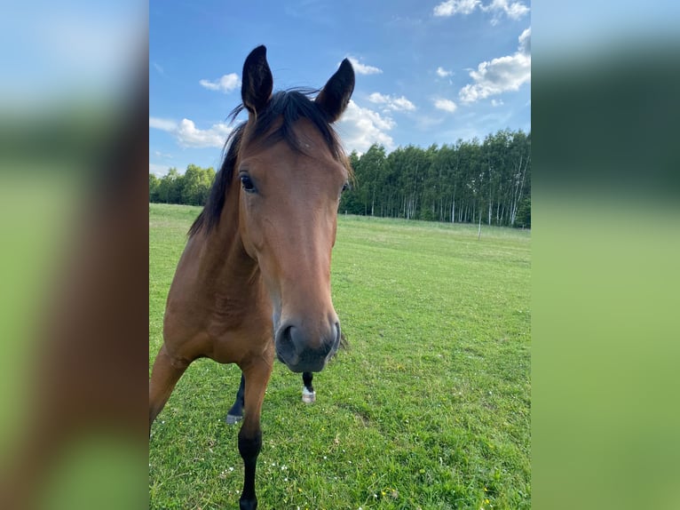 AES Merrie 4 Jaar 160 cm Bruin in Neuaigen