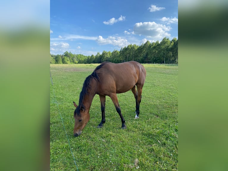 AES Merrie 4 Jaar 160 cm Bruin in Neuaigen