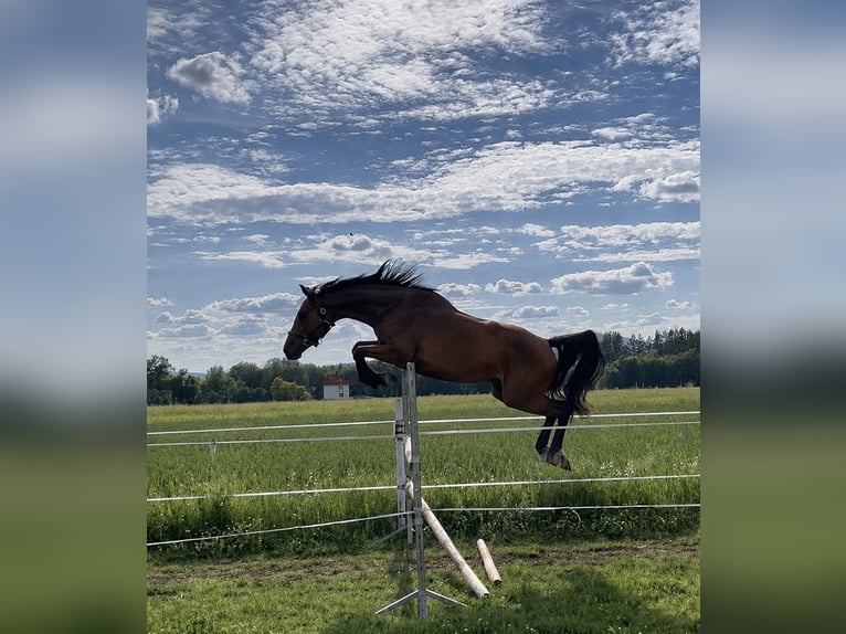 AES Merrie 4 Jaar 160 cm Bruin in Osobnica