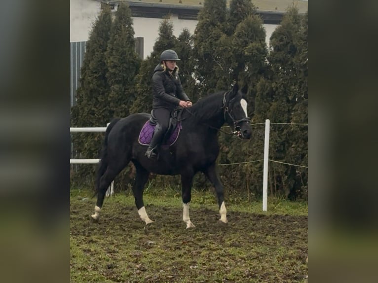 AES Merrie 4 Jaar 160 cm Zwart in Poznań