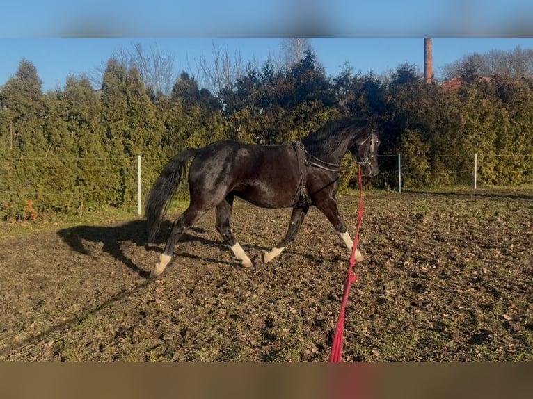 AES Merrie 4 Jaar 160 cm Zwart in Poznań