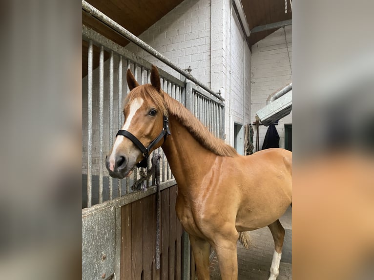 AES Merrie 4 Jaar 162 cm Vos in Löningen