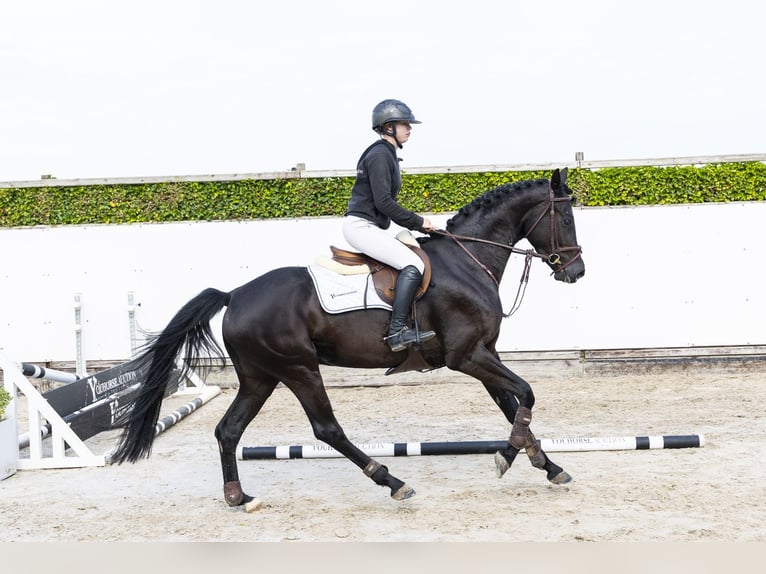 AES Merrie 4 Jaar 163 cm Donkerbruin in Waddinxveen