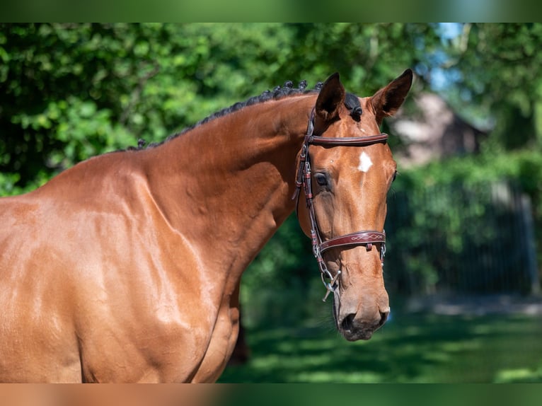 AES Merrie 4 Jaar 165 cm Bruin in GROTE-BROGEL