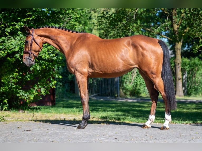 AES Merrie 4 Jaar 165 cm Bruin in GROTE-BROGEL