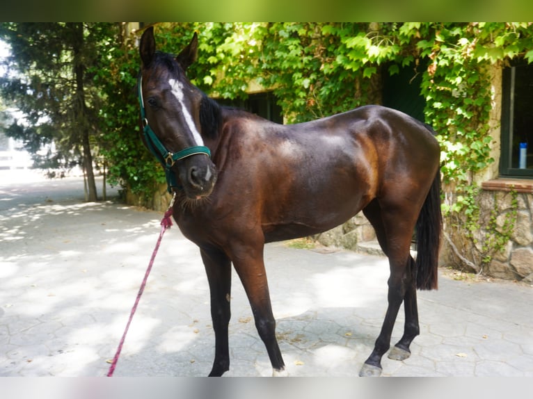 AES Merrie 4 Jaar 165 cm Donkerbruin in el espinar (segovia)