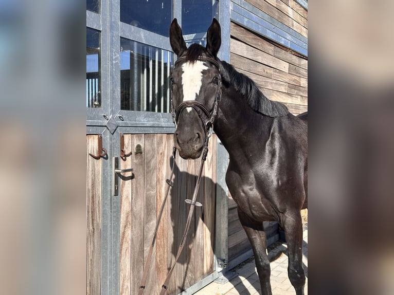 AES Merrie 4 Jaar 165 cm Zwart in Leipzig