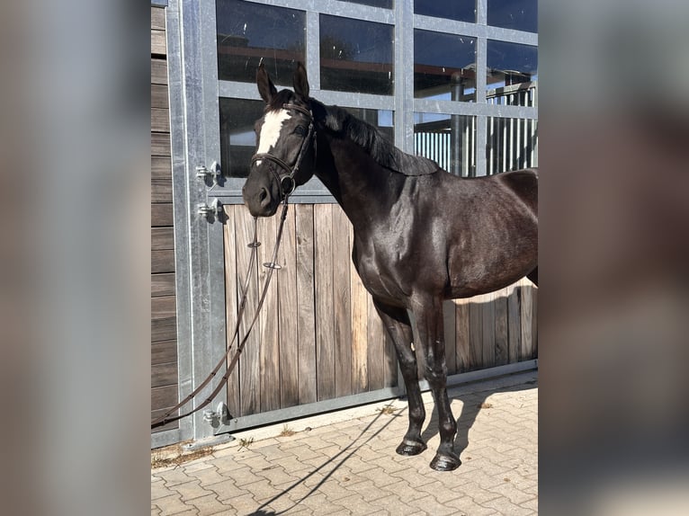 AES Merrie 4 Jaar 165 cm Zwart in Leipzig