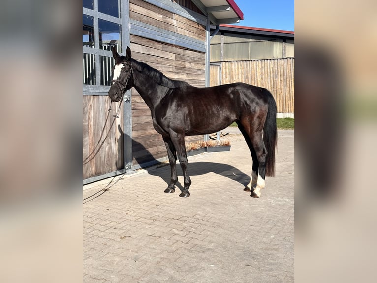 AES Merrie 4 Jaar 165 cm Zwart in Leipzig